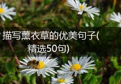 描写薰衣草的优美句子(精选50句)
