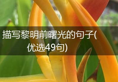 描写黎明前曙光的句子(优选49句)