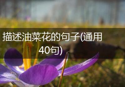 描述油菜花的句子(通用40句)