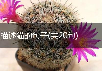 描述猫的句子(共20句)