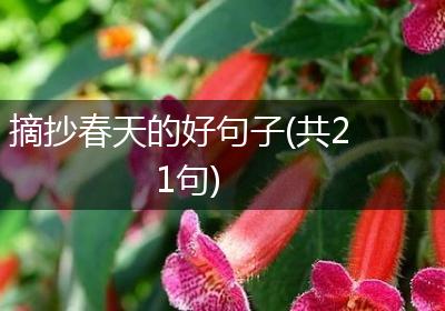 摘抄春天的好句子(共21句)