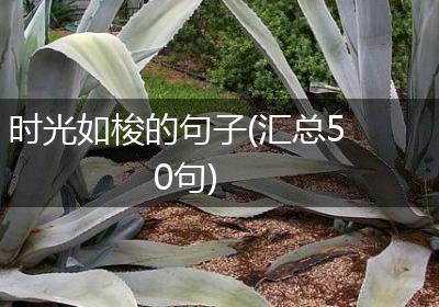 时光如梭的句子(汇总50句)