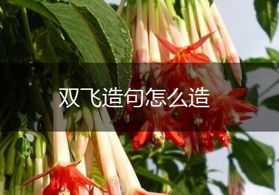 双飞造句怎么造