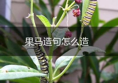 果马造句怎么造