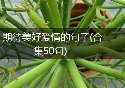 期待美好爱情的句子(合集50句)