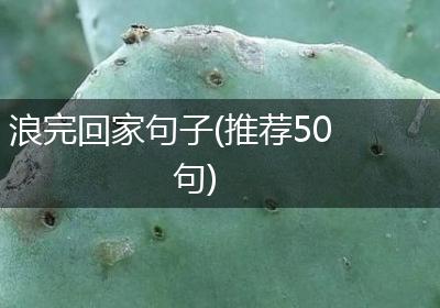 浪完回家句子(推荐50句)