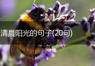 清晨阳光的句子(20句)