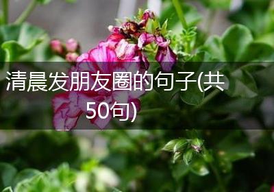 清晨发朋友圈的句子(共50句)