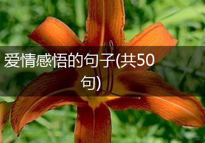 爱情感悟的句子(共50句)