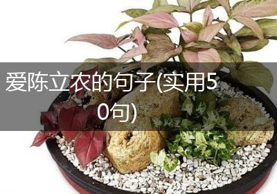 爱陈立农的句子(实用50句)