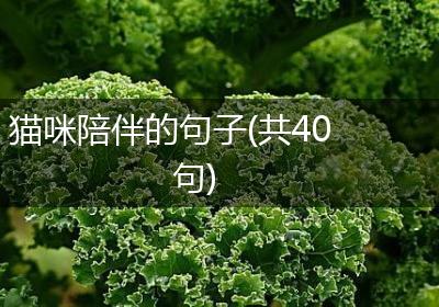 猫咪陪伴的句子(共40句)