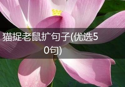 猫捉老鼠扩句子(优选50句)