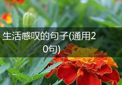 生活感叹的句子(通用20句)