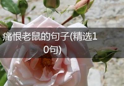 痛恨老鼠的句子(精选10句)