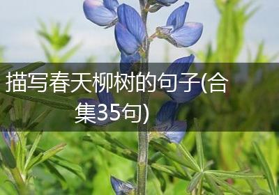 描写春天柳树的句子(合集35句)