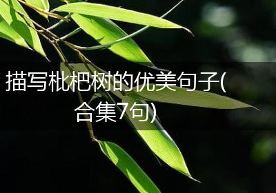 描写枇杷树的优美句子(合集7句)