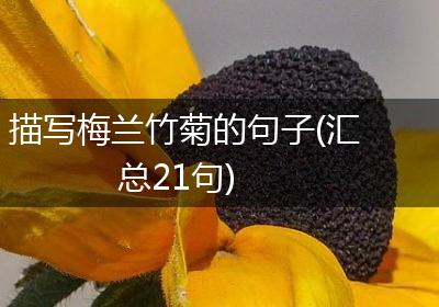 描写梅兰竹菊的句子(汇总21句)