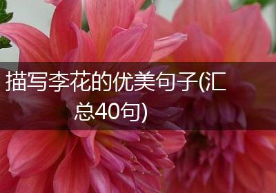 描写李花的优美句子(汇总40句)