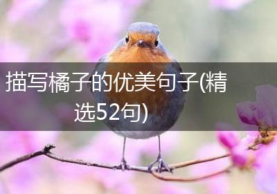 描写橘子的优美句子(精选52句)