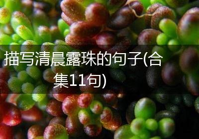 描写清晨露珠的句子(合集11句)