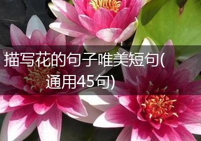 描写花的句子唯美短句(通用45句)
