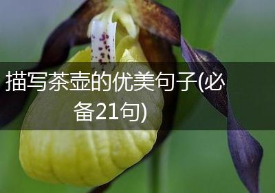 描写茶壶的优美句子(必备21句)