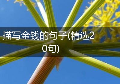 描写金钱的句子(精选20句)