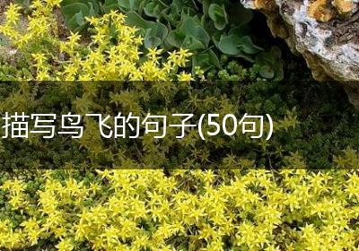 描写鸟飞的句子(50句)
