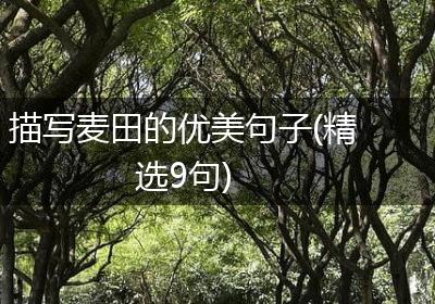 描写麦田的优美句子(精选9句)