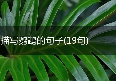 描写鹦鹉的句子(19句)