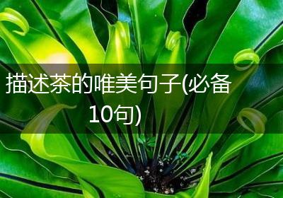 描述茶的唯美句子(必备10句)