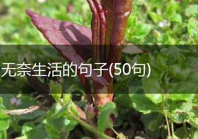 无奈生活的句子(50句)