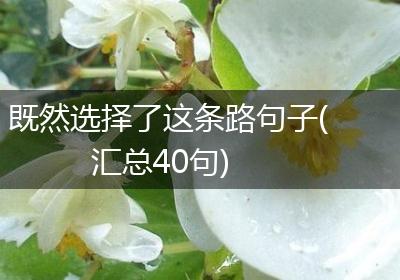 既然选择了这条路句子(汇总40句)