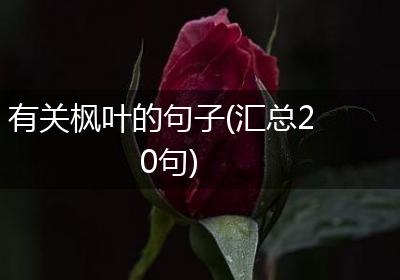 有关枫叶的句子(汇总20句)
