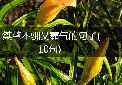 桀骜不驯又霸气的句子(10句)