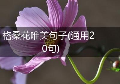 格桑花唯美句子(通用20句)