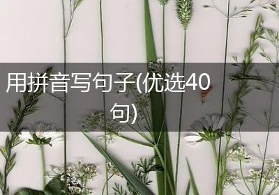 用拼音写句子(优选40句)