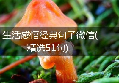 生活感悟经典句子微信(精选51句)