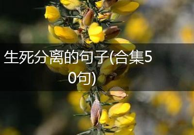生死分离的句子(合集50句)