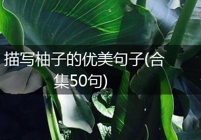 描写柚子的优美句子(合集50句)