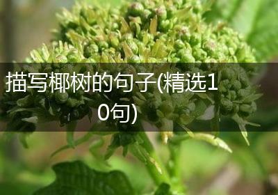 描写椰树的句子(精选10句)