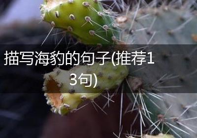 描写海豹的句子(推荐13句)