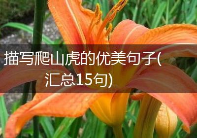 描写爬山虎的优美句子(汇总15句)