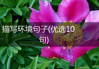 描写环境句子(优选10句)