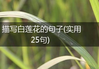 描写白莲花的句子(实用25句)