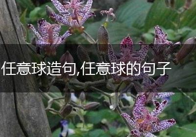 任意球造句,任意球的句子