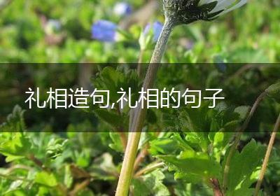 礼相造句,礼相的句子