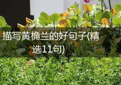 描写黄桷兰的好句子(精选11句)