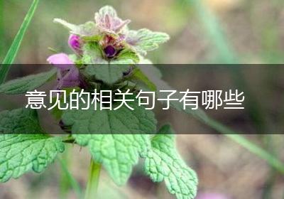意见的相关句子有哪些