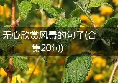 无心欣赏风景的句子(合集20句)